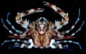 Photo: G. Paulay; Click to go to the Crustacean database